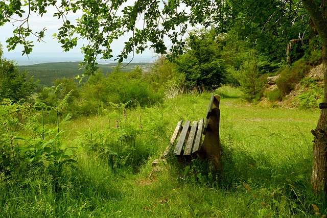 阳在休赛期 阳在休赛期